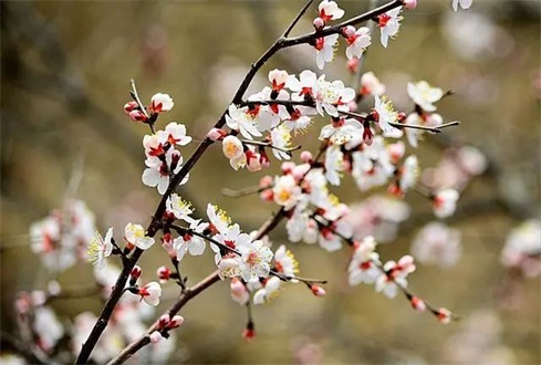 吃喝玩樂(lè)不遠(yuǎn)行，帶你一卡游濟(jì)寧！濟(jì)寧旅游惠民卡送您一個(gè)春天（附辦卡攻略）