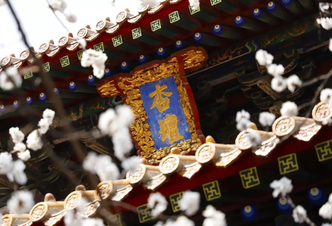 春日三孔 | 杏花微雨后，春色滿圣城，在三孔里尋找春天